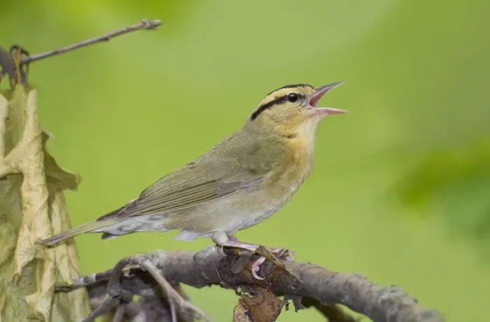 Framed Print : Worm-eating Warbler - singing - spring - Connecticut - USA Framed Print : Worm-eating Warbler - singing - spring - Connecticut - USA