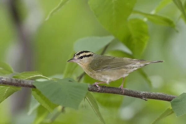 Worm-eating Warbler - spring - Connecticut - USA