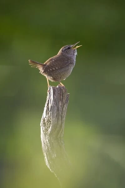 Wren. Back-lit, early morning with the birds breath visible as it sings. Cleveland. England. UK