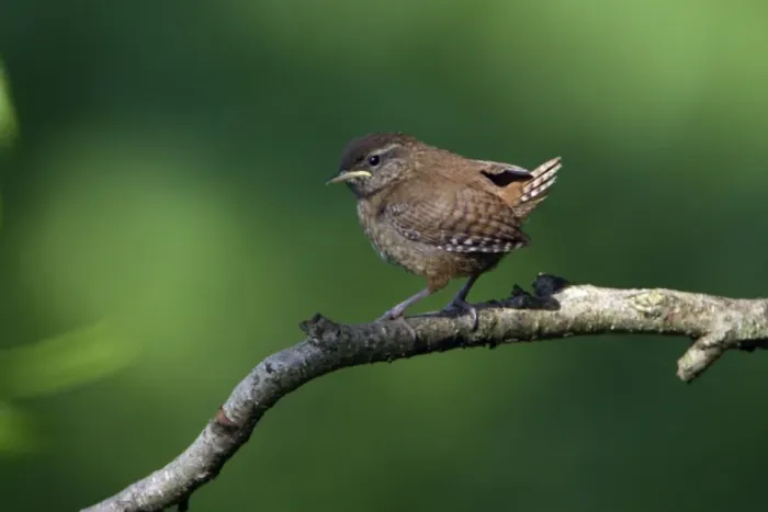 Framed Print : Wren - fledgling on branch, Lower Saxony, Germany Framed Print : Wren - fledgling on branch, Lower Saxony, Germany