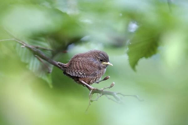 Wren - fledgling perched on branch, Lower Saxony, Germany