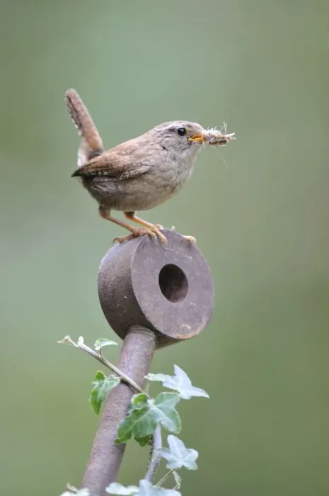 Framed Print : Wren - with food in mouth Framed Print : Wren - with food in mouth