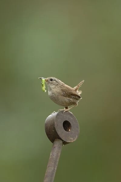 Wren - with food in mouth
