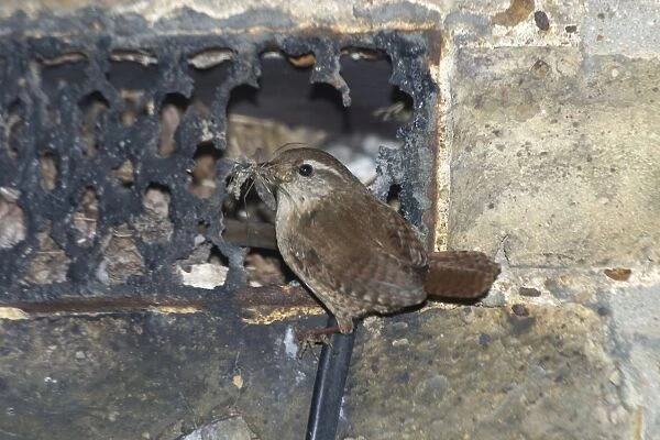 Wren at nest - With food in mouth at nest entrance in a broken grille in an exterior house wall. London, England