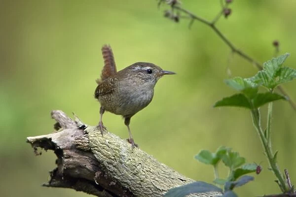 Wren - perched on tree root, Lower Saxony, Germany