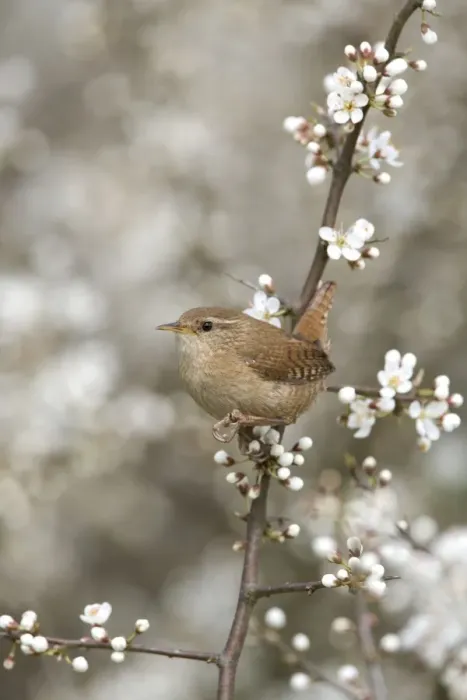 Framed Print : Wren - Perching in Blackthorn blossom, Spring Norfolk UK