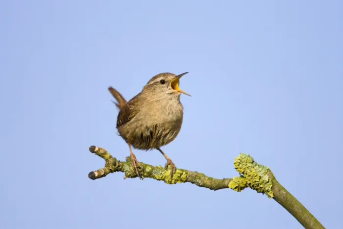 Framed Print : Wren Singing Cleveland, England. UK Framed Print : Wren Singing Cleveland, England. UK