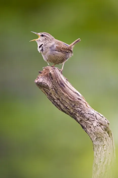 Framed Print : Wren. Singing. Cleveland. England. UK Framed Print : Wren. Singing. Cleveland. England. UK
