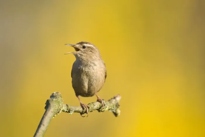 Framed Print : Wren. Singing. Cleveland. England. UK Framed Print : Wren. Singing. Cleveland. England. UK
