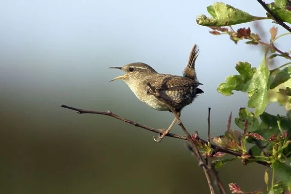 Wren - Singing from perch in hedge Northumberland, England