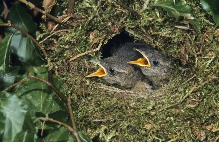 Framed Print : Wren - young birds in nest waiting to be fed