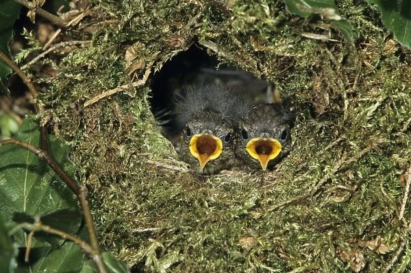 Wren - young birds in nest waiting to be fed