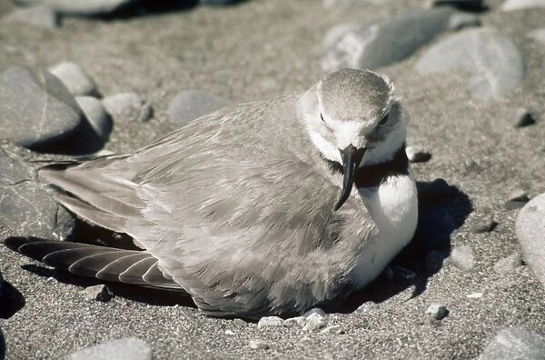 Wrybill - adult female at nest New Zealand