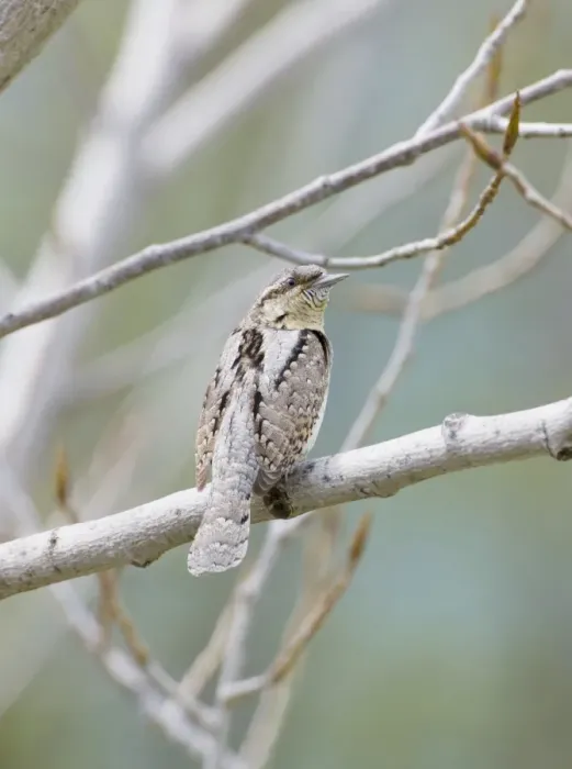 Framed Print : Wryneck - adult perched on branch - April - Southern Turkey Framed Print : Wryneck - adult perched on branch - April - Southern Turkey