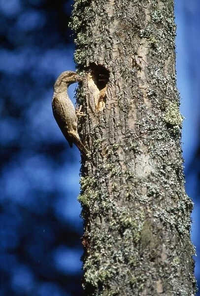 Wryneck - at nest in tree