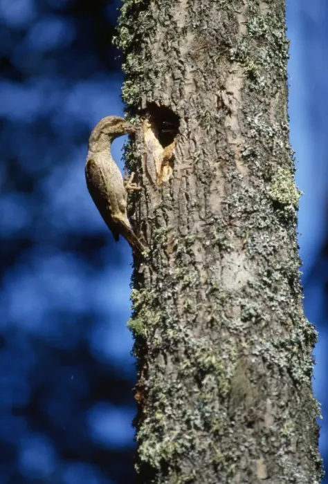 Framed Print : Wryneck - at nest in tree Framed Print : Wryneck - at nest in tree