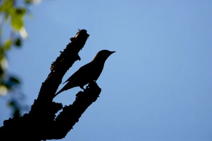 Framed Print : Wryneck - Silhouette Jynx torquilla Finland BI014600 Framed Print : Wryneck - Silhouette Jynx torquilla Finland BI014600