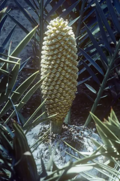 Framed Print : Cyad. WW-3288. Bushmans River Cycad. Encephalartos trispinosus. Wardene Weisser. Framed Print : Cyad. WW-3288. Bushmans River Cycad. Encephalartos trispinosus. Wardene Weisser.