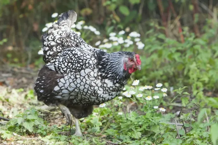 Framed Print : Wyandotte Silver Laced Domestic chicken breed Essex, UK BI021206 Framed Print : Wyandotte Silver Laced Domestic chicken breed Essex, UK BI021206