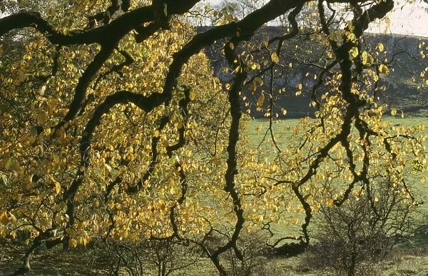 Wych Elm - autumn foliage