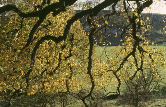 Framed Print : Wych Elm - autumn foliage Framed Print : Wych Elm - autumn foliage