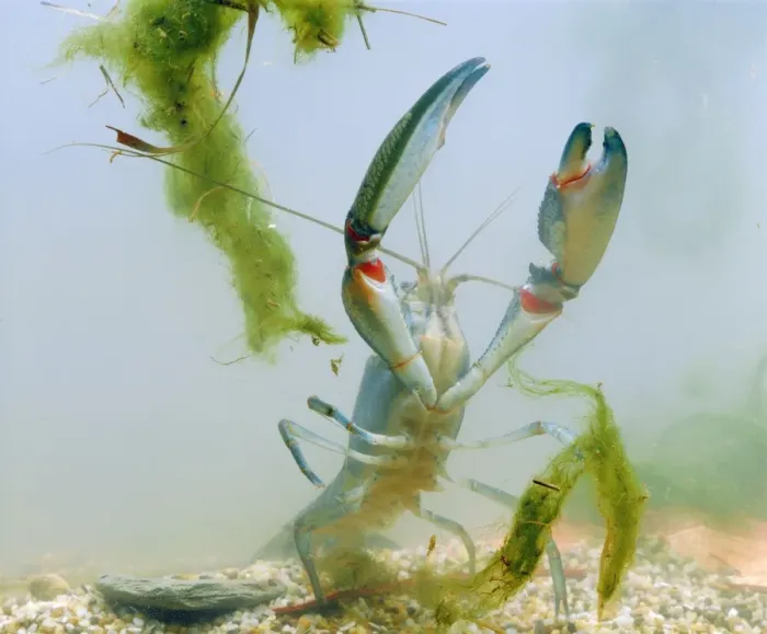 Framed Print : Yabby - Underwater JPF12096 Framed Print : Yabby - Underwater JPF12096