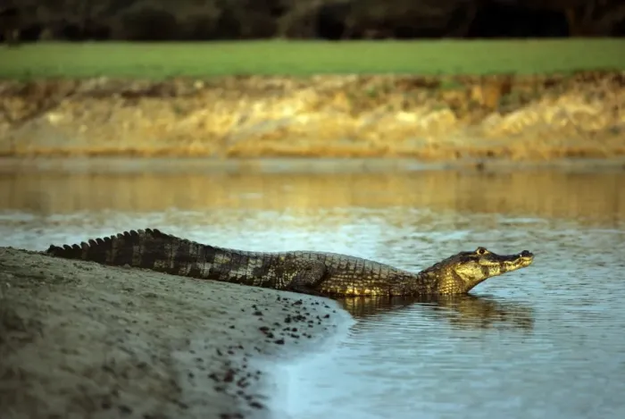 Framed Print : Yacare Caiman - Brasil Framed Print : Yacare Caiman - Brasil