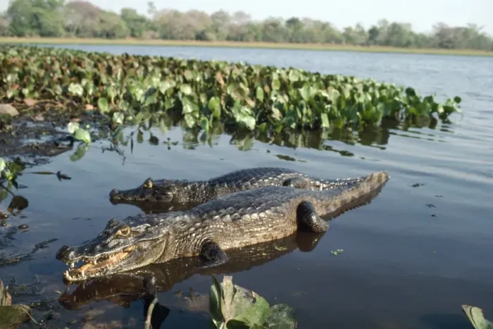 Framed Print : Yacare Caiman South America Framed Print : Yacare Caiman South America