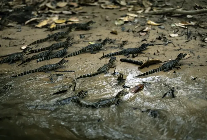Framed Print : Yacare Caiman - young - South America Framed Print : Yacare Caiman - young - South America