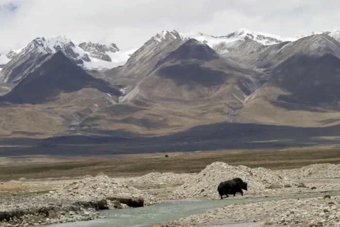 Framed Print : Yak - crossing river with snow covered mountains in background - Tibet Framed Print : Yak - crossing river with snow covered mountains in background - Tibet
