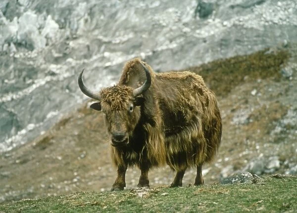 Yak - Langtang National Park Himalayas, Nepal