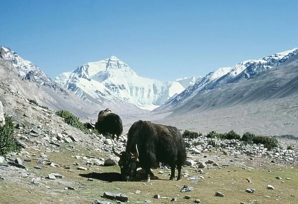 Yaks CHM 1304 Camp at Everest base, Mt Qomolangna Tibet. Bos grunniens © Charles McDougal  /  ARDEA LONDON