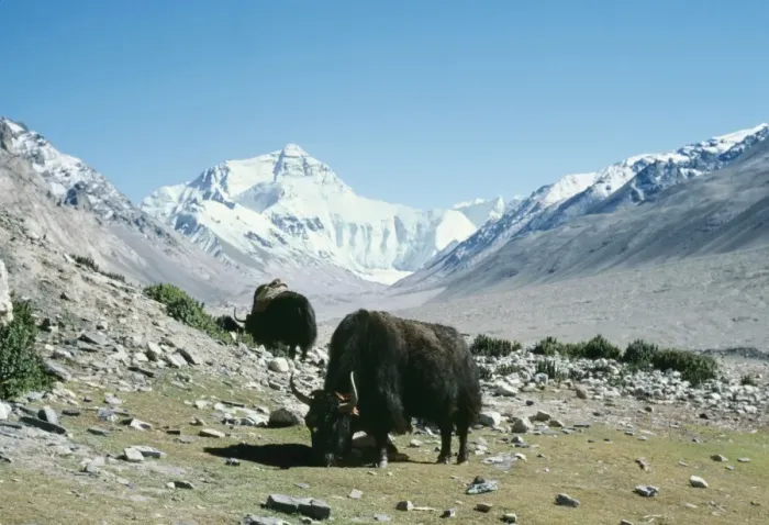 Framed Print : Yaks CHM 1304 Camp at Everest base, Mt Qomolangna Tibet. Bos grunniens © Charles McDougal  /  ARDEA LONDON
