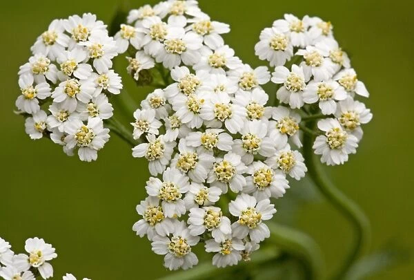 Yarrow - flowers in close-up. Dorset