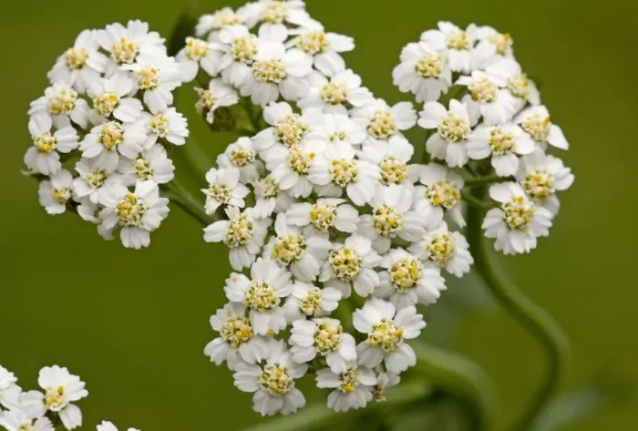Framed Print : Yarrow - flowers in close-up. Dorset