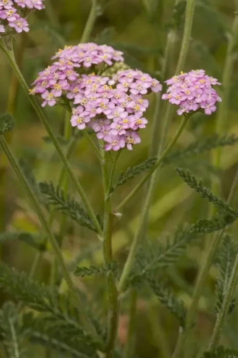 Framed Print : Yarrow, pink form (Achillea millefolium). Dorset coast Framed Print : Yarrow, pink form (Achillea millefolium). Dorset coast