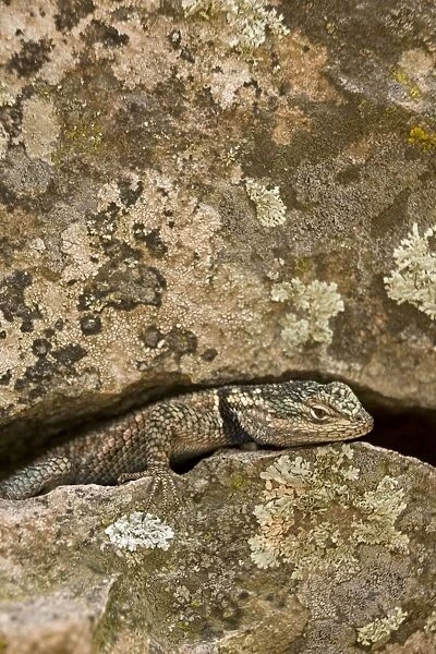 Yarrow's Spiny Lizard - Arizona - USA