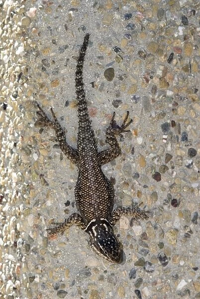 Yarrow's Spiny Lizard On wall, topview Arizona