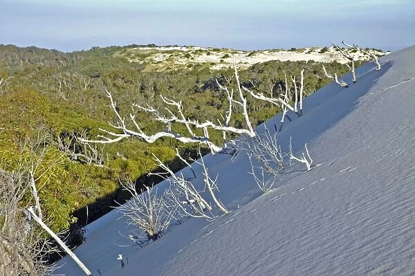 Yeagarup Dune, 10 kms in length, encroaching on and burying adjacent forest. D'Entrecasteaux National Park, Western Australia