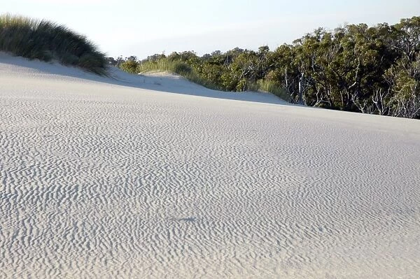 Yeagarup Dune, 10 kms in length, encroaching on and burying adjacent forest. D'Entrecasteaux National Park, Western Australia