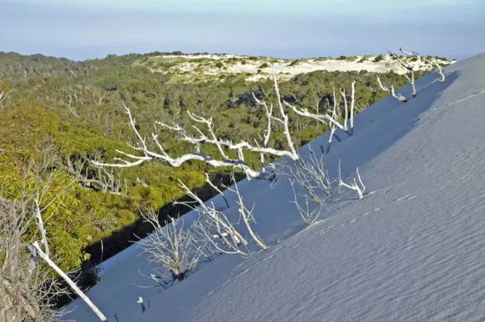 Framed Print : Yeagarup Dune, 10 kms in length, encroaching on and burying adjacent forest. D'Entrecasteaux National Park, Western Australia