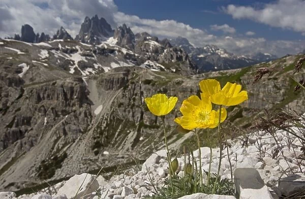 Yellow Alpine Poppy Tre Cime, Dolomites, Italy