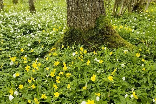 Yellow anemones (Anemone ranunculoides) with wood anemones (Anemone nemorosa); Halltorps Hage woodland. Oland island, Sweden
