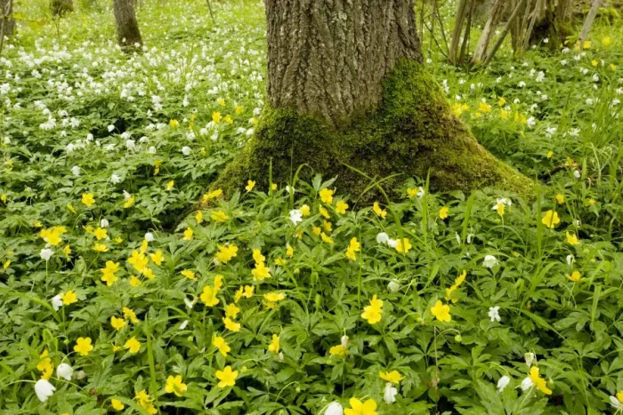 Framed Print : Yellow anemones (Anemone ranunculoides) with wood anemones (Anemone nemorosa); Halltorps Hage woodland. Oland island, Sweden