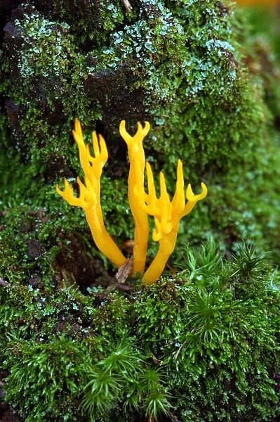 Yellow Antler Fungus - is a fruit body that is firmly attached to conifer stumps or roots. Season - autumn, common and not edible