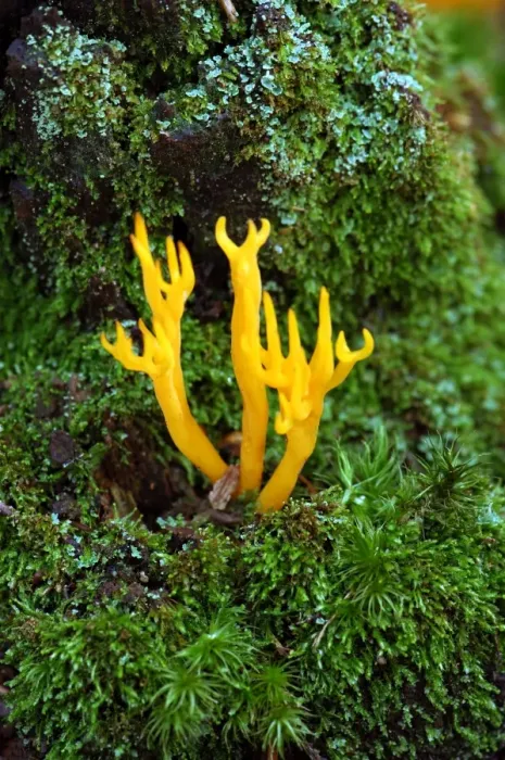 Framed Print : Yellow Antler Fungus - is a fruit body that is firmly attached to conifer stumps or roots. Season - autumn, common and not edible Framed Print : Yellow Antler Fungus - is a fruit body that is firmly attached to conifer stumps or roots. Season - autumn, common and not edible