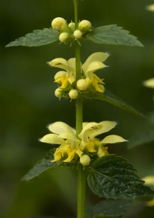 Framed Print : Yellow archangel Framed Print : Yellow archangel