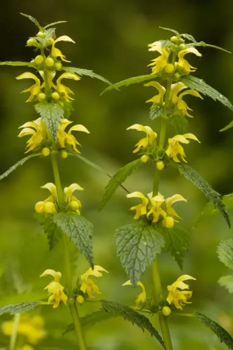 Framed Print : Yellow Archangel (Lamiastrum galeobdolon) in flower in spring. Old woodland plant in UK Framed Print : Yellow Archangel (Lamiastrum galeobdolon) in flower in spring. Old woodland plant in UK