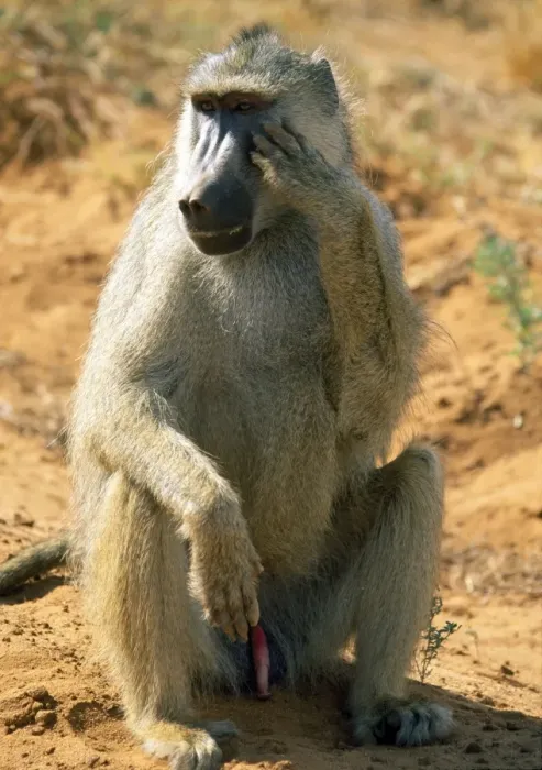 Framed Print : Yellow Baboon - showing genetalia - Tsavo - Kenya Framed Print : Yellow Baboon - showing genetalia - Tsavo - Kenya
