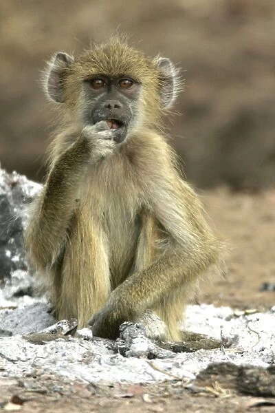 Yellow Baboon - sitting in ash of fire. South Langwa valley - Zambia - Africa